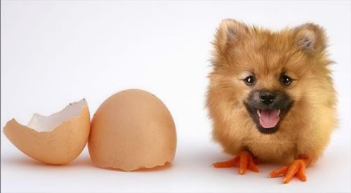 Egg dog