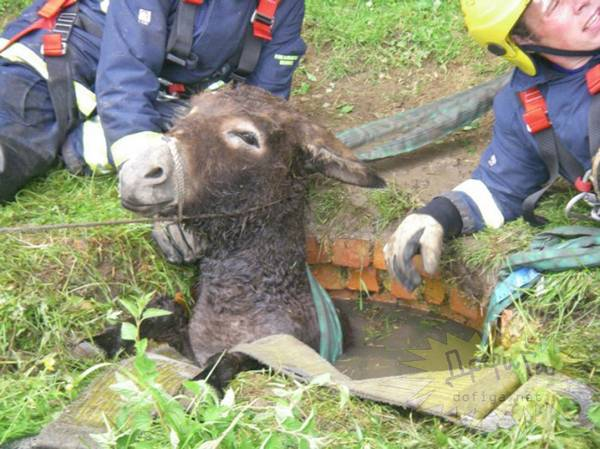 Beest, hoe ben je daar terecht gekomen?