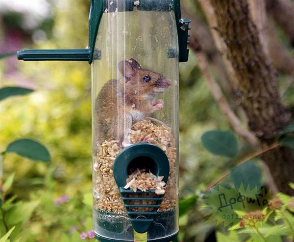 Beest, hoe ben je daar terecht gekomen?