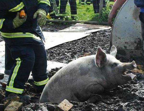 Beest, hoe ben je daar terecht gekomen?