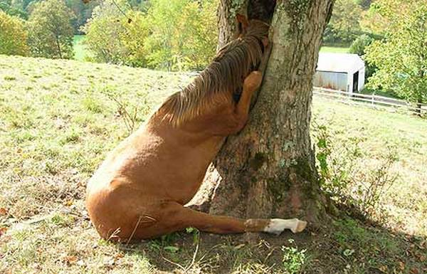 Beest, hoe ben je daar terecht gekomen?